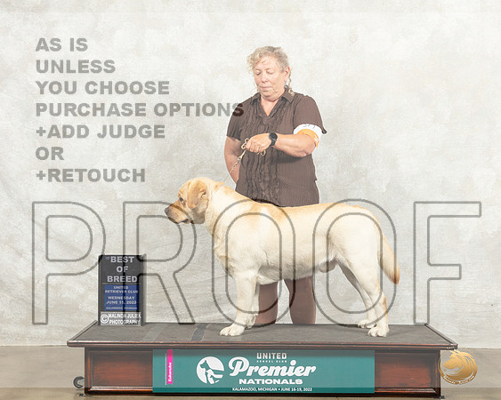 Labrador Retriever #517 Wed BOB Judge Nancy Gallant_MMJ_6849_Premier_2022_HR3