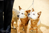 Australian Cattle Dog Brace Specialty Fri Rings