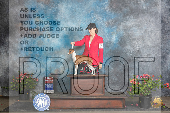 Italian Greyhound #21 Fri G2 Judge Wendy G Willhauck r__JP_6382_San Antonio_2024_HR3