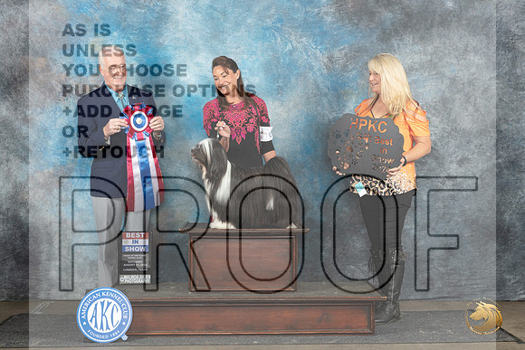 Tibetan Terrier #6 Sat BIS Judge Dr Steve Keating__JP_3768_Lubbock_2024_HR3