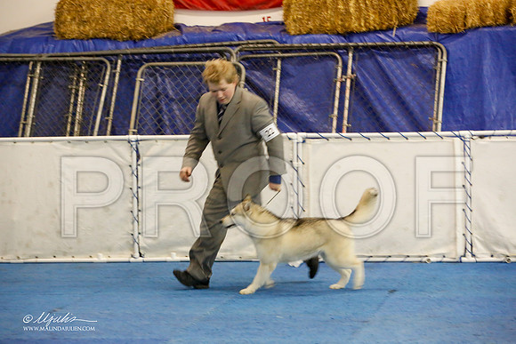_M3_8809-AddisonHuskyMar2015-HR3