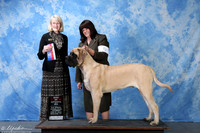 Mastiff #5 Sat BOS Slone Elise Judge Mrs Nancy Simmons
