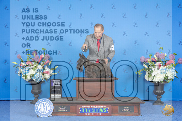 Scottish Terrier #5 SUN WD Judge Jon Cole__JP_0334_Houston_2024_HR3