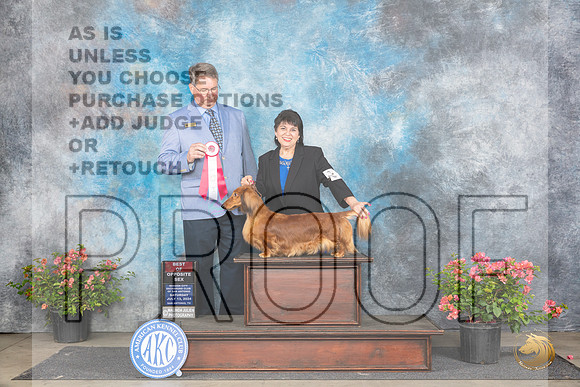 Dachshund Longhaired #28 Sat BOS Judge Kenneth L Hagmueller__JP_4853_San Antonio_2024_HR3
