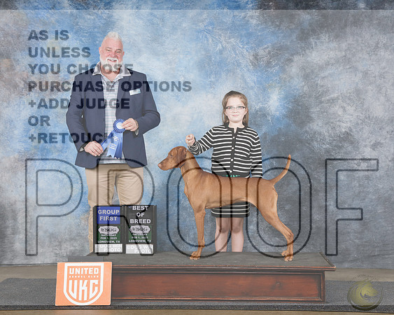 Vizsla #1384 Sat BOB G1 Judge Matthew ProctorVizsla #1384 Sat BOB G1 Judge Matthew Proctor_WP_4198e-UKC Longview TX Feb 2025-HR3