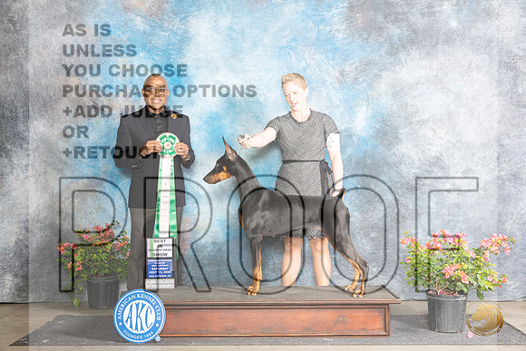Doberman Pinscher #22 Sat BISS Judge Melvin Mobley __JP_4961_San Antonio_2024_HR3