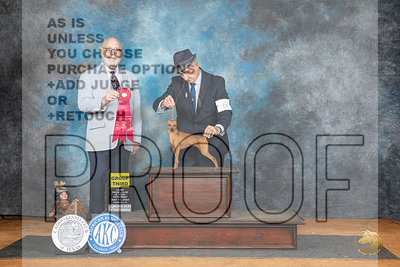 Miniature Pinscher #6 Sat G3 Judge Tim Robbins__JP_8215_MARSHALL_2024_HR3