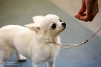 Chihuahua Sat S2 Ring