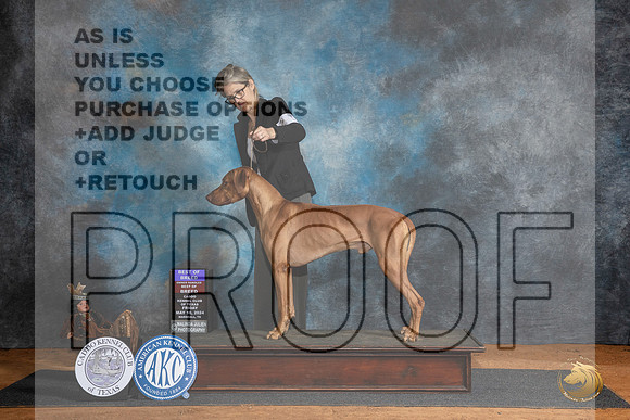 Rhodesian Ridgeback #5 Fri BOBOHBOB Judge Karen Hynek__JP_7108_MARSHALL_2024_HR3