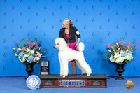 Poodle Standard #17 SAT WD BOW M Judge Sandra Lex