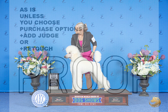 Poodle Standard #17 SAT WD BOW M Judge Sandra Lex__JP_0005_Houston_2024_HR3