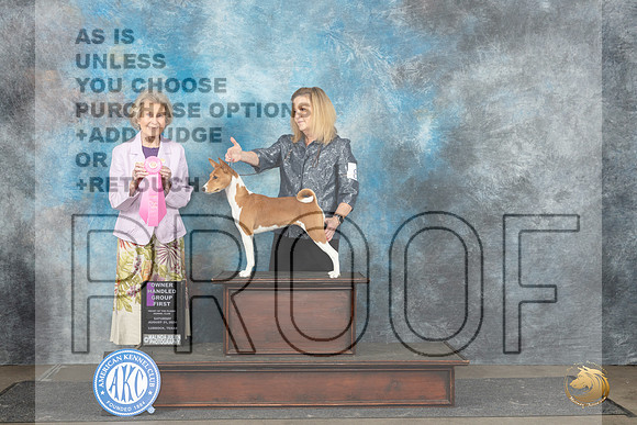 Basenji #8 Sat OHG1 Judge Ann Bolus__JP_3820_Lubbock_2024_HR3