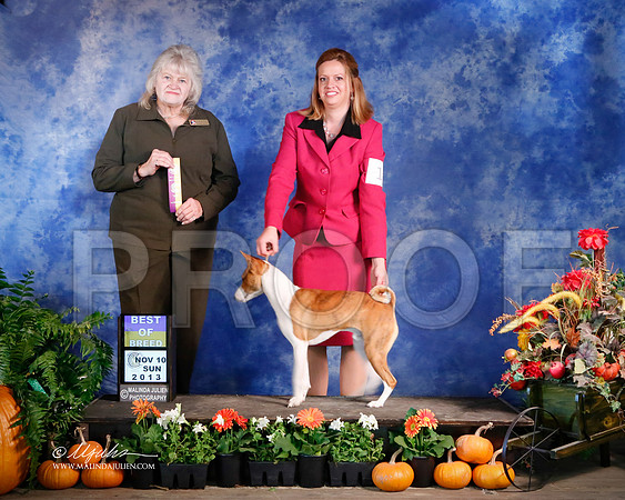 Basenji-5223-HstnNov13-HR