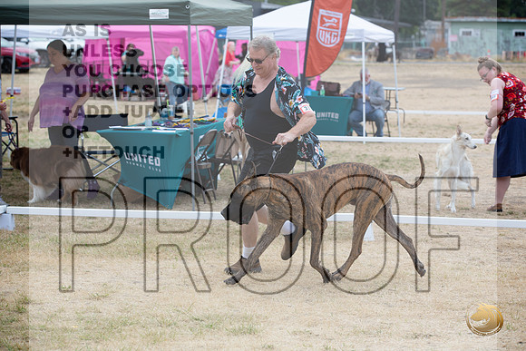 Ringside Longview WA 2024 Great Dane #318_JJL_3405_Longview WA_2024_HR3