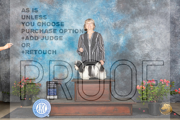 Havanese #6 Sat BOSGCH Judge Christine Martinez__JP_5890_San Antonio_2024_HR3