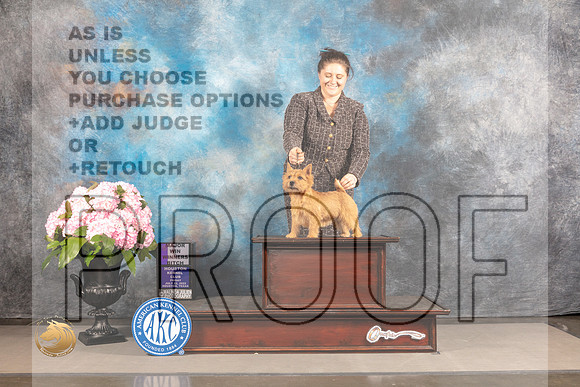 Norwich Terrier #14 FRI WB Major Judge Linda Hurlebaus_MJ_5720_Houston_2022_HR3