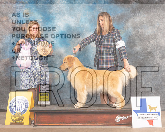 Golden Retriever #97 Fri BOSSweeps Judge Ellen Schultz-MMJ_6911-FW2022-HR3