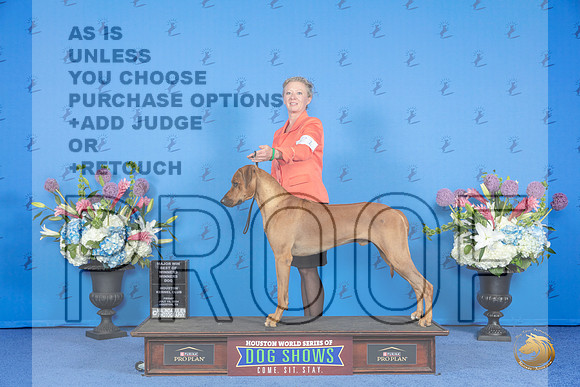 Rhodesian Ridgeback #21 FRI WD BOW M Judge Angela Pickett__JP_8796_Houston_2024_HR3