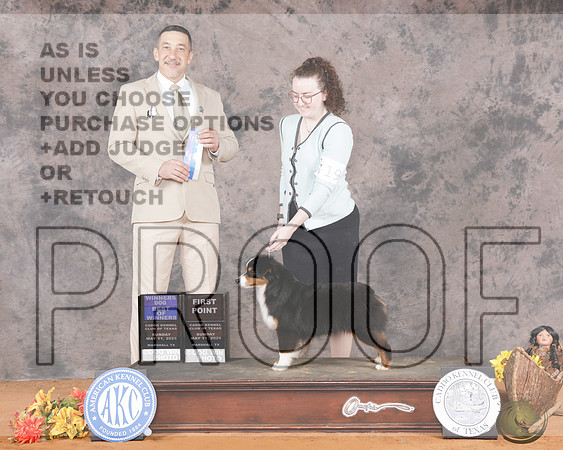 Miniature American Sheperd #19 Sun WD BOW Judge Eduardo TeixeiraMiniature American Sheperd #19 Sun WD BOW Judge Eduardo Teixeira_WP_3320e-Marshall 2025-HR3