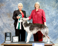 Silken Windhound #231 Sat Best Vet Sweeps R Lynn Shell & Victor Whitlock Judge Charlotte Gold