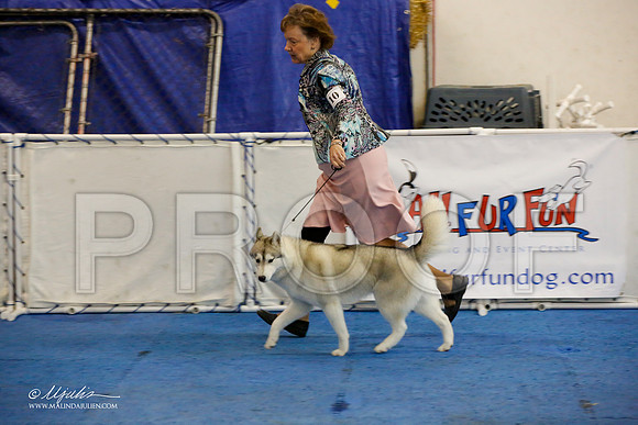 _M3_8926-AddisonHuskyMar2015-HR3