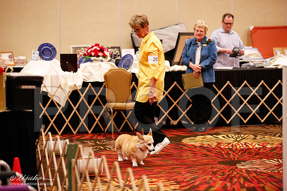 _JJ_7329-HstnCorgiFeb2015-HR3