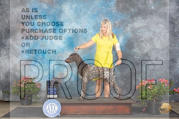 German Shorthaired Pointer #21 Sun BOWM Judge Elizabeth ‘Beth’ Sweigart__JP_5798_San Antonio_2024_HR3