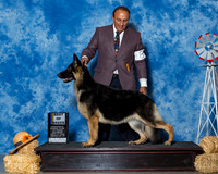 German Shepherd Dogs #8 Sat BOB Miller Heather Ashley Miller Judge Mr Bill R W Edwards