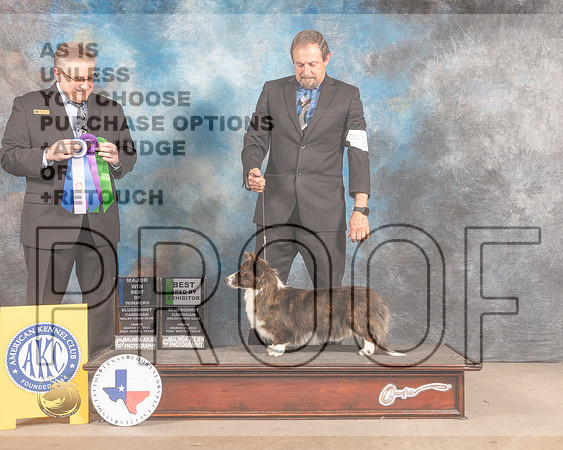 Cardigan Welsh Corgi #26 Fri BOBBBX Judge Patrick Smith-MMJ_7579-FW2022-HR3