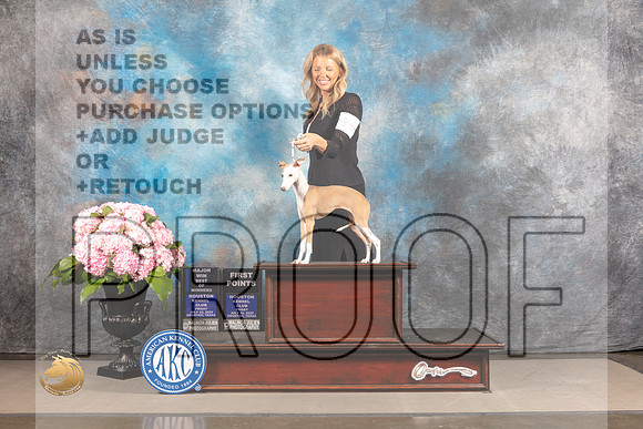 Italian Greyhound #16 FRI BOW WB Major Judge Ken Murray_MJ_4883_Houston_2022_HR3