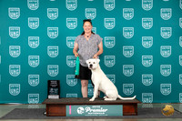 American Bulldog #671 Sat NT Judge Brian