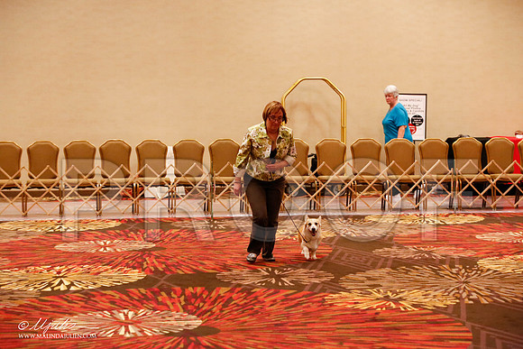 _JJ_8298-HstnCorgiFeb2015-HR3