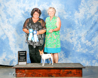 Toy Fox Terrier Sun G1 Margi