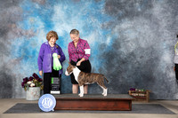 Colored Bull Terrier #6 Sat OHG2 Judge Donelle Richards