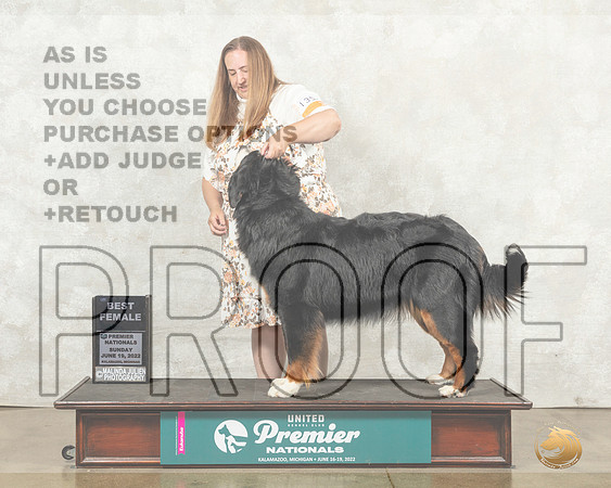 Bernese Mountain Dog #1354 Sun BF Judge Diana Brumbaugh__MJ_8863_Premier_2022_HR3