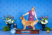 Golden Retriever #36 THUR WB BOW M Judge Annella Cooper