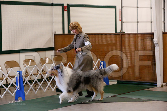 Collie-9418-NormNov13-HR