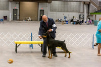 *Best in Show Sat Ring