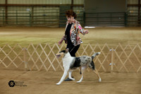 Winners Dog Smooth Sat Ring