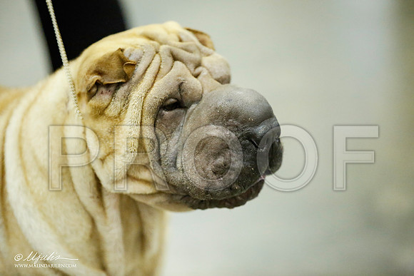 _JJ_5754-BeltonJan2015IABCA-HR3