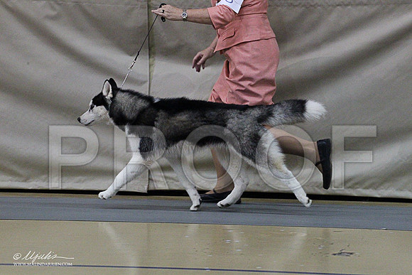 Husky-1356