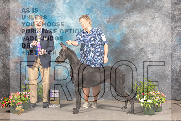 Great Dane #14 Sun WB Judge Anne Bolus-_MJ_1189e_SA2022-HR3
