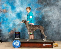 Greyhound #8 Fri WBBOWBOSMCh Judge Pat Trotter