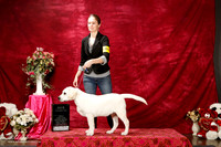 Labrador Retriever puppy Sun S1 New ch Belinda Howard