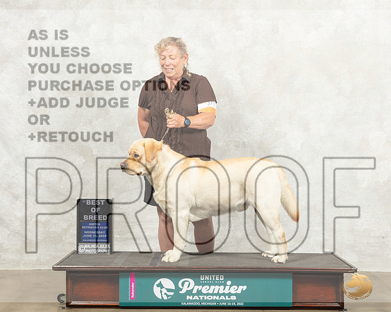 Labrador Retriever #517 Wed BOB Judge Nancy Gallant_MMJ_6855_Premier_2022_HR3