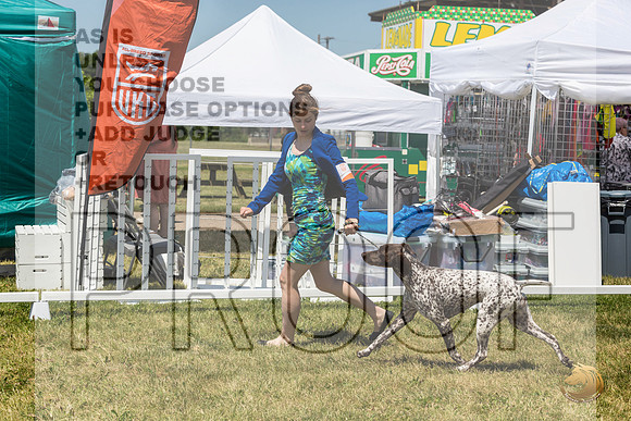 German Shorthaired Pointer Rings Wed_JJL_1833_Premier_2024_HR3
