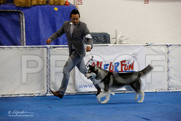 _M3_0192-AddisonHuskyMar2015-HR3