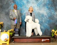 Poodle Std #14 Fri WBNCh Judge Eugene Blake