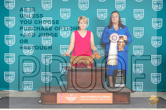 Dachshund Lonnghaired #166 Sat PBIS Judge Valerie Piltz__JP_6535_BatesvilleMS_2024_HR3