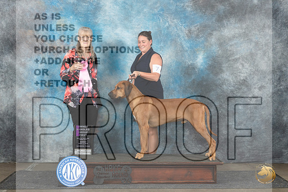 Rhodesian Ridgeback #7 Mon OHG1 Judge Nancy Simmons__JP_4527_Lubbock_2024_HR3